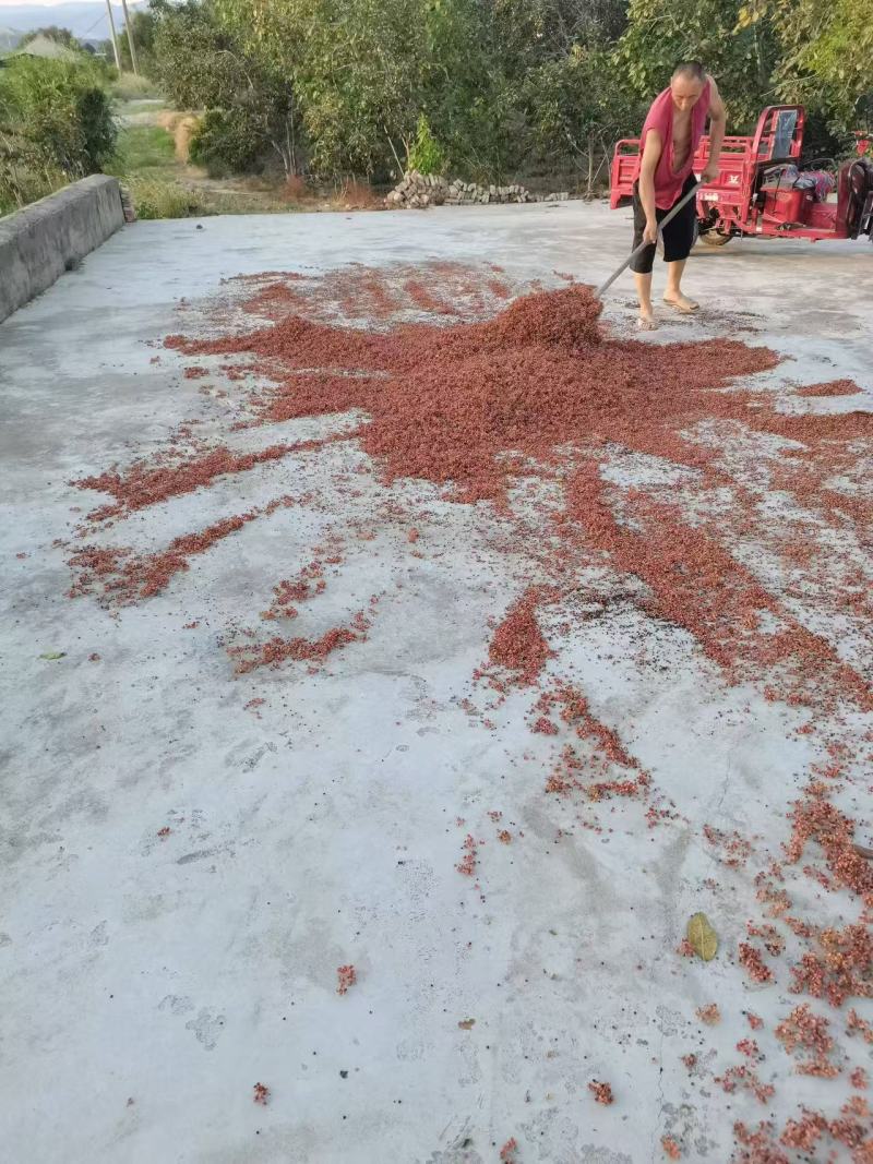 【大红袍花椒】花椒，量大从优，可零售，可批发，诚信经营