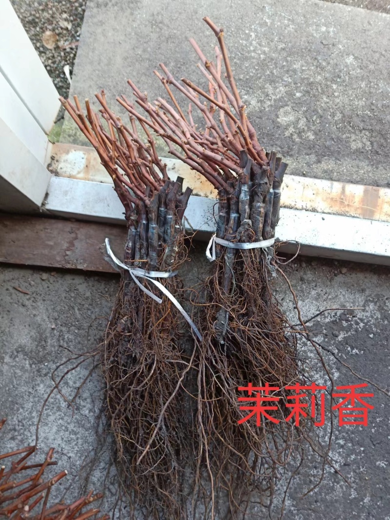 夏黑葡萄苗寒香蜜