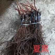 夏黑葡萄苗寒香蜜