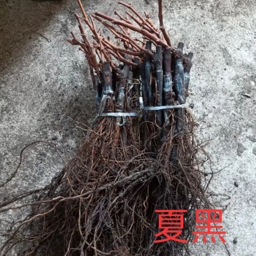 夏黑葡萄苗寒香蜜