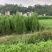 塔珀树