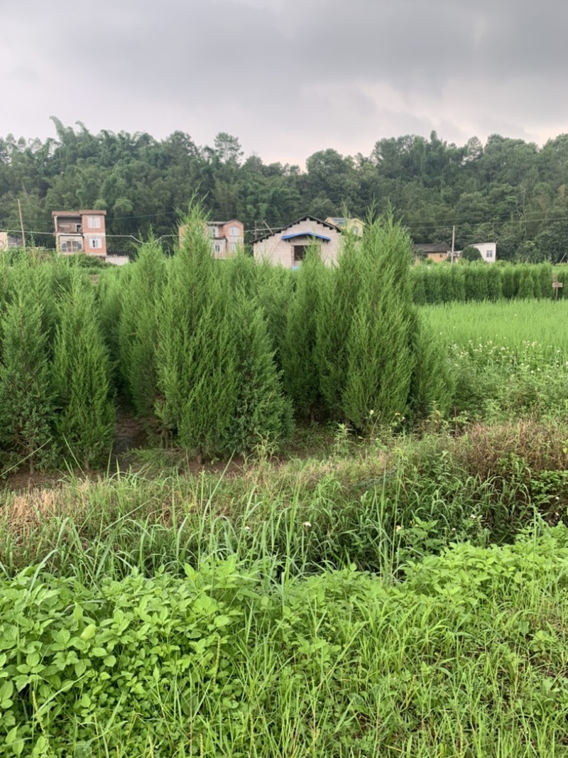 塔珀树