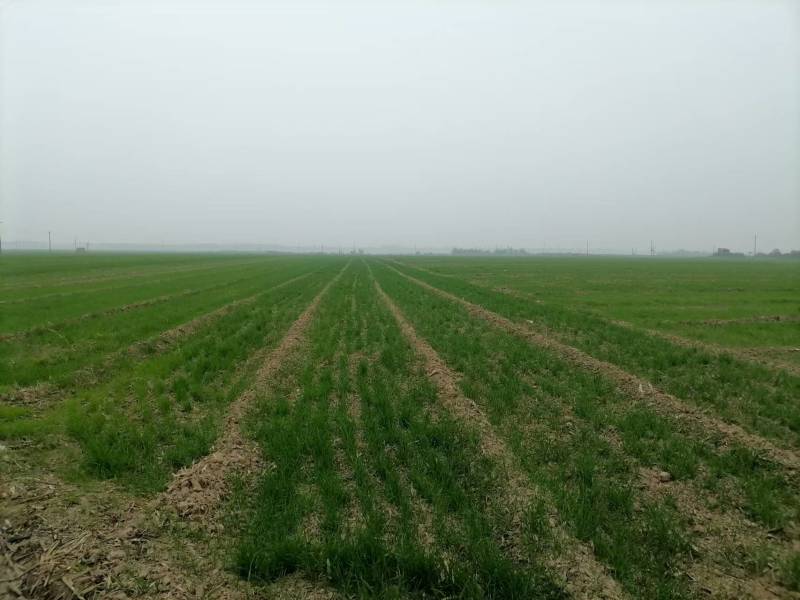 现有5000亩水浇地，可种植各种农作物。