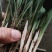 春兰优惠小批量包邮发矮兰花盆景绿植花卉苗好皮实易栽种