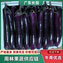 【广东茄子】紫色长茄/湛江茄子/产地货源/全国供应市场