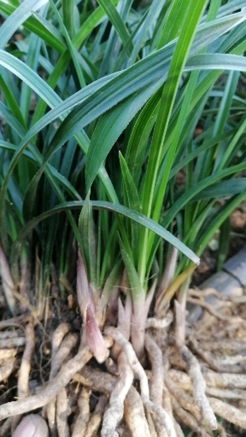 春兰优惠小批量包邮发矮兰花盆景绿植花卉苗好皮实易栽种