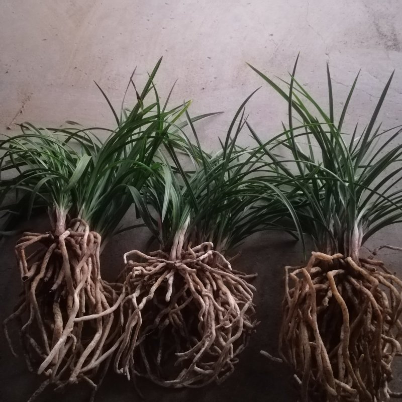 春兰优惠小批量包邮发矮兰花盆景绿植花卉苗好皮实易栽种