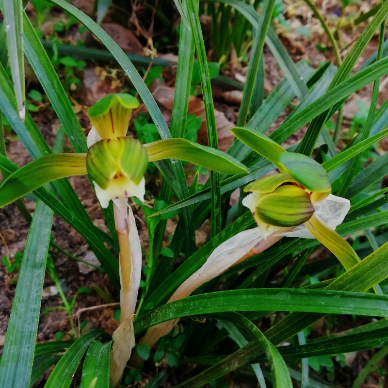 春兰优惠小批量包邮发矮兰花盆景绿植花卉苗好皮实易栽种