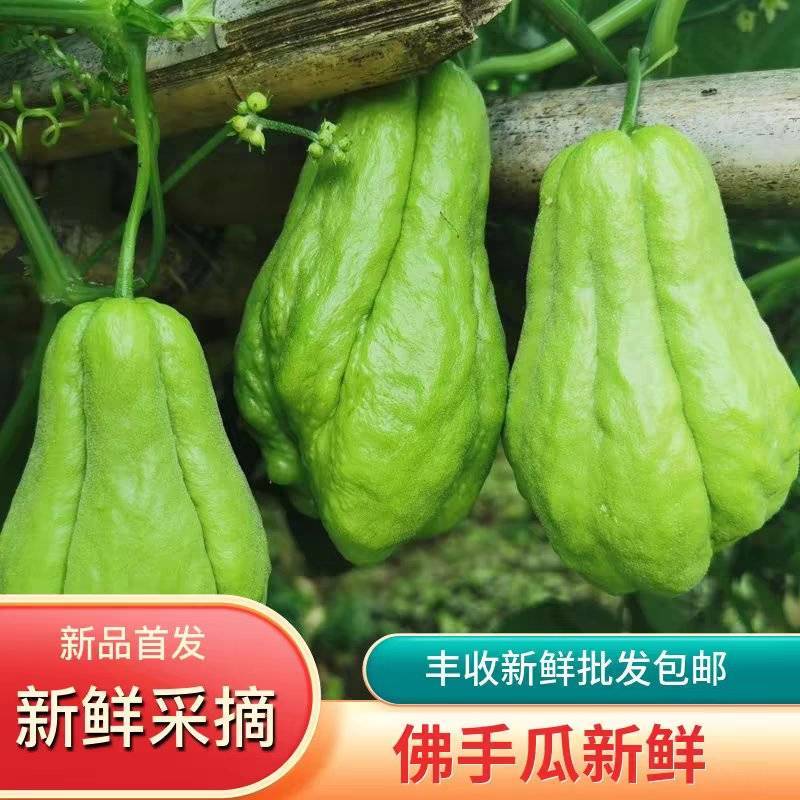【佛手瓜】广东佛手瓜/产地批发/代办团队/供应市场商超