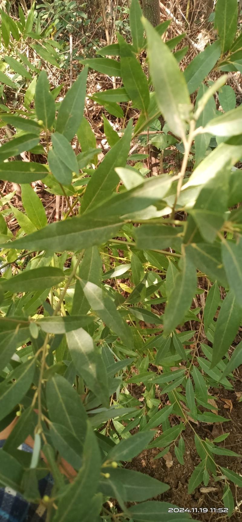 木姜子根山苍子根新鲜干货一手货货源稳定