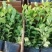 大果11蓝莓苗组培品种保真质量保证基地常年大量现货