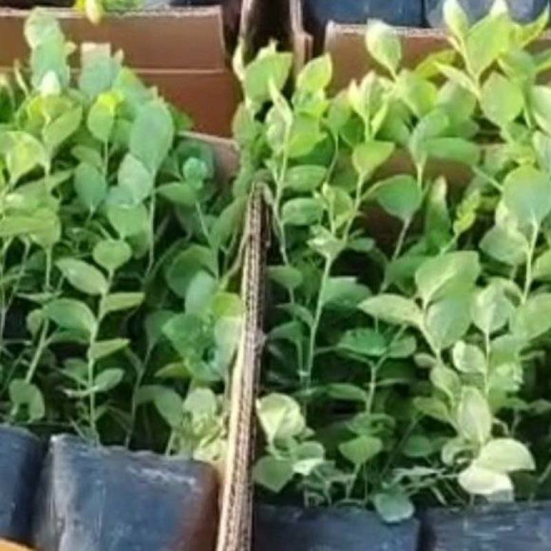 大果11蓝莓苗组培品种保真质量保证基地常年大量现货