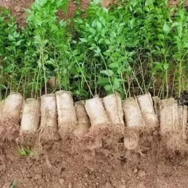 安徽无纺布育苗袋/种植袋/育苗杯厂家直销规格全可定制