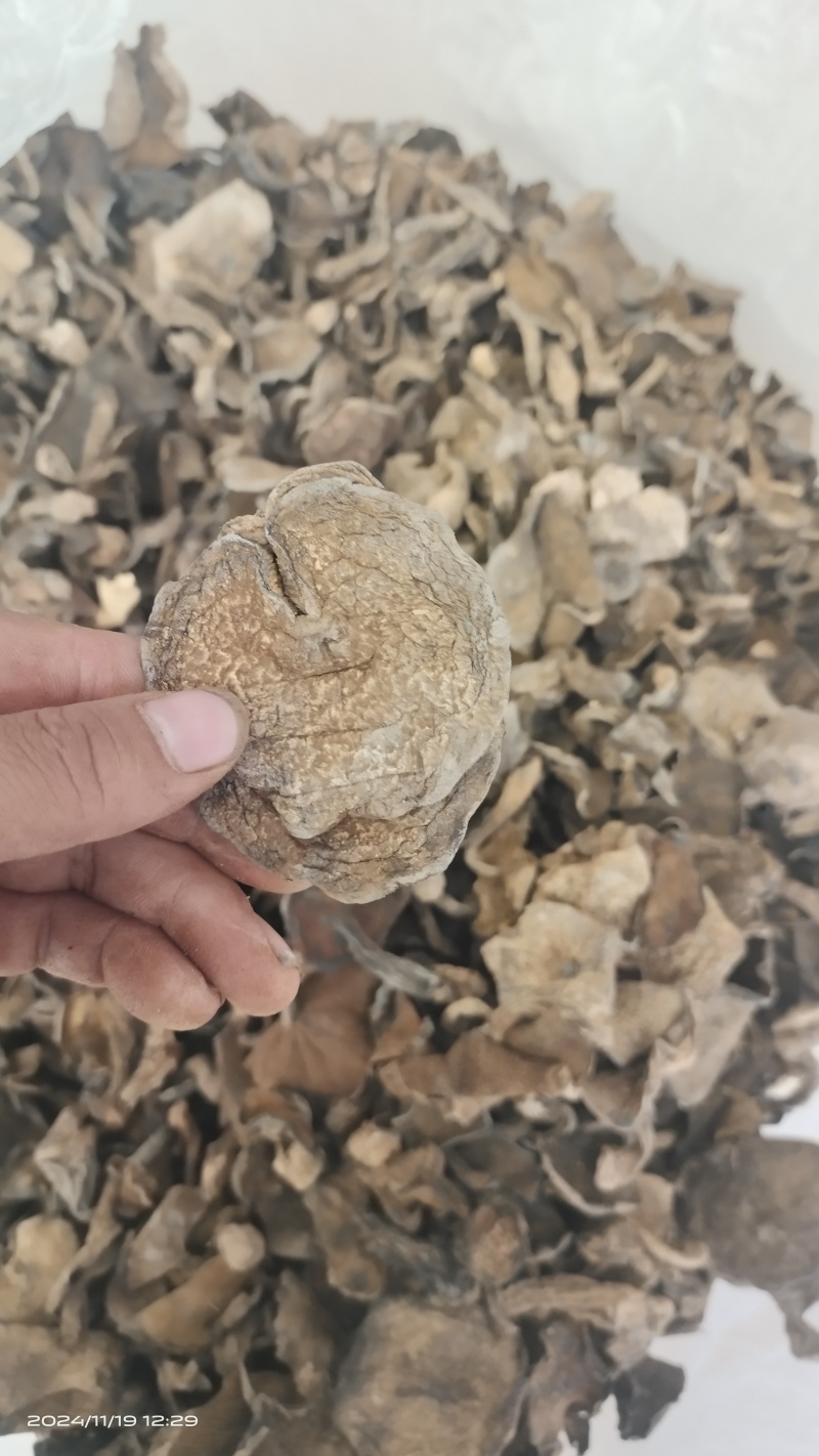 松树菌
