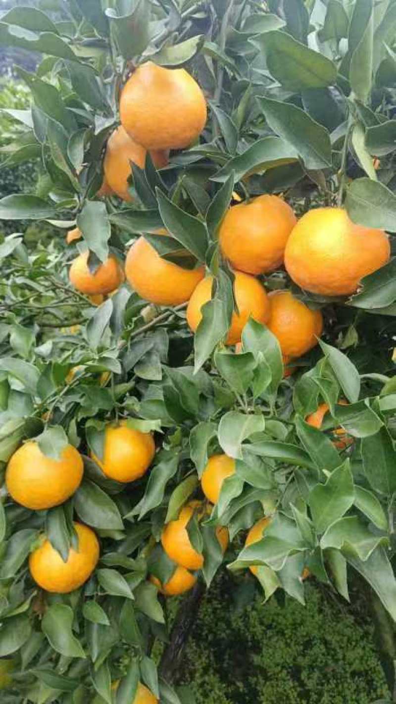 四川春见耙耙柑基地直发量大从优保质保量对接全国