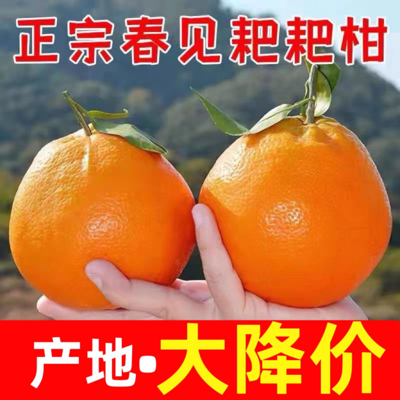 四川春见耙耙柑基地直发量大从优保质保量对接全国