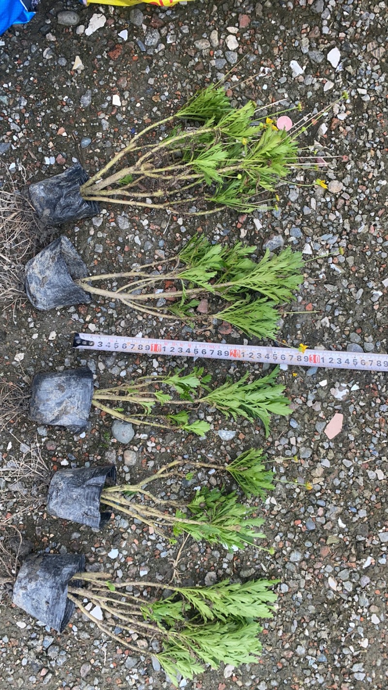 重庆木春菊批发重庆苗木基地直销