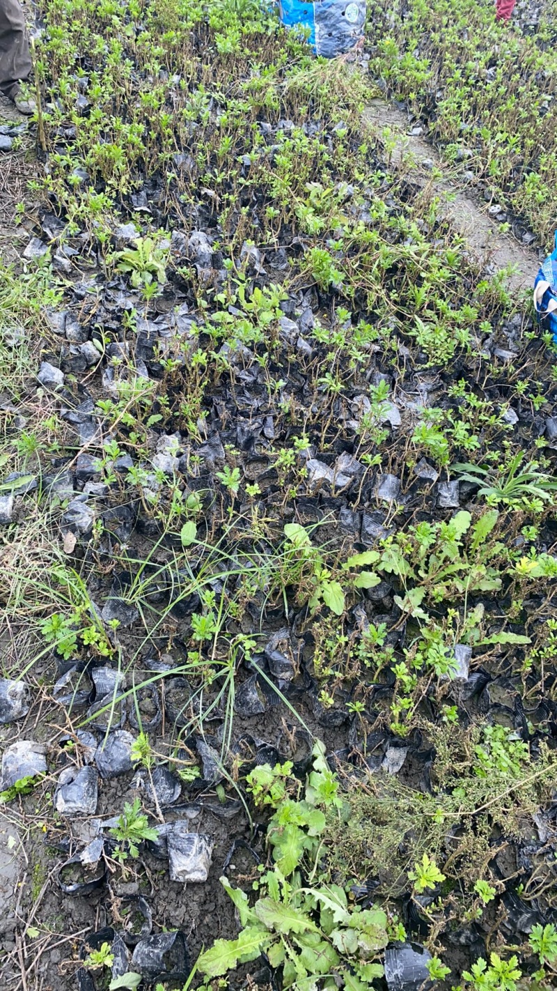 重庆木春菊批发重庆苗木基地直销