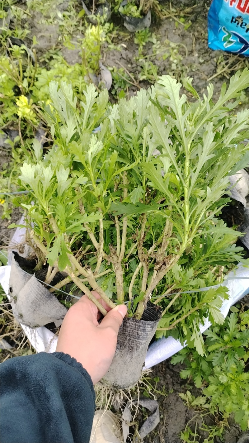 重庆木春菊批发重庆苗木基地直销