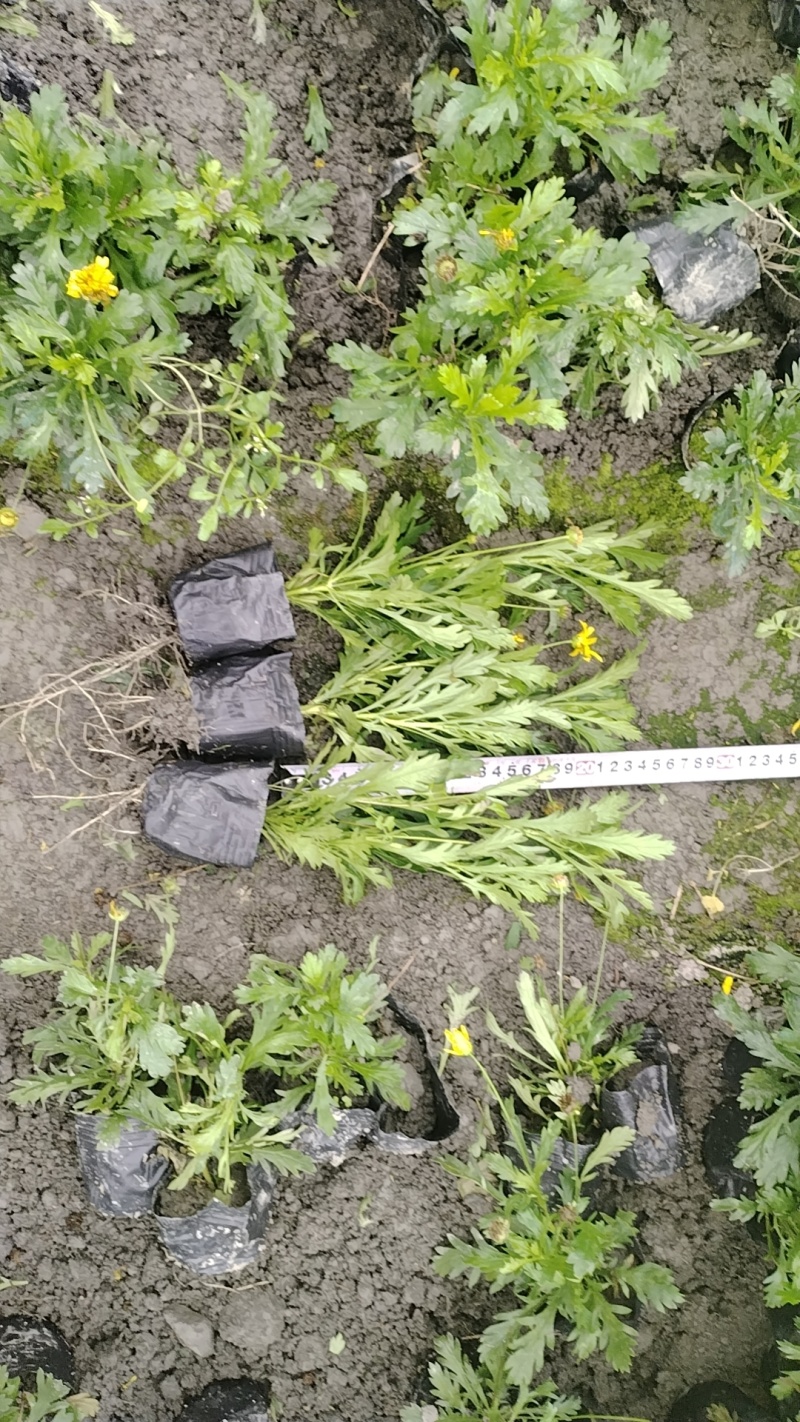重庆木春菊批发重庆苗木基地直销