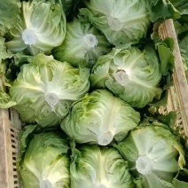 球生菜产地发货，自己的种植基地品质保障欢迎客商电话订货