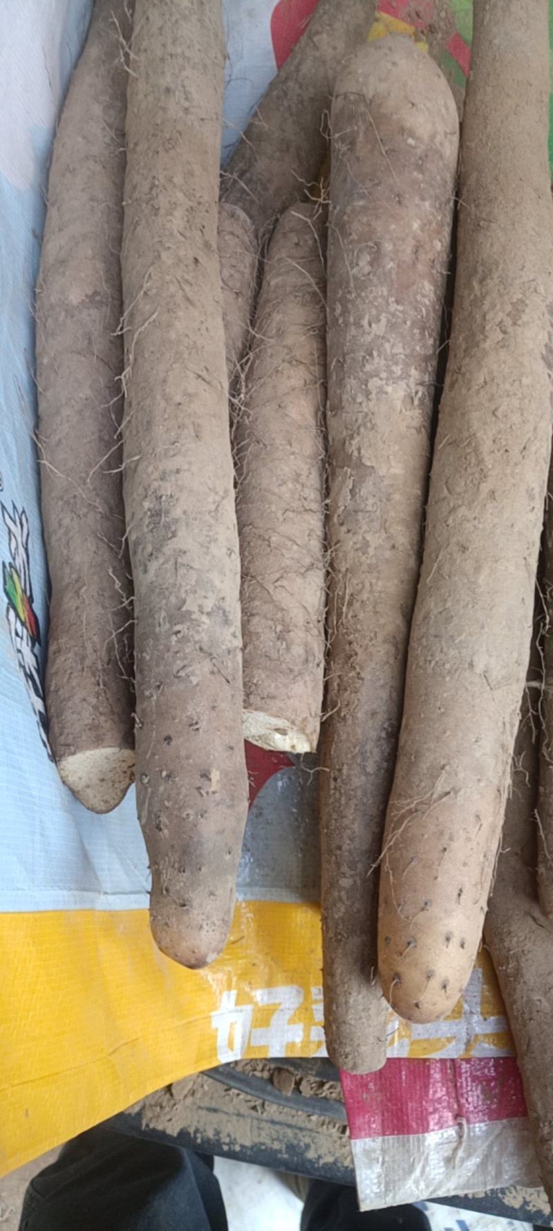 白玉山药无黑皮，没裂口电商货