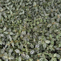 成都冷水花批发冷水花苗木基地直销