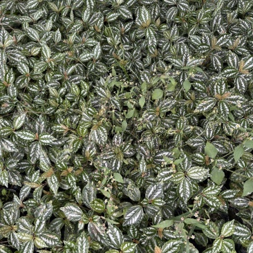 重庆冷水花批发重庆冷水花苗木基地直销
