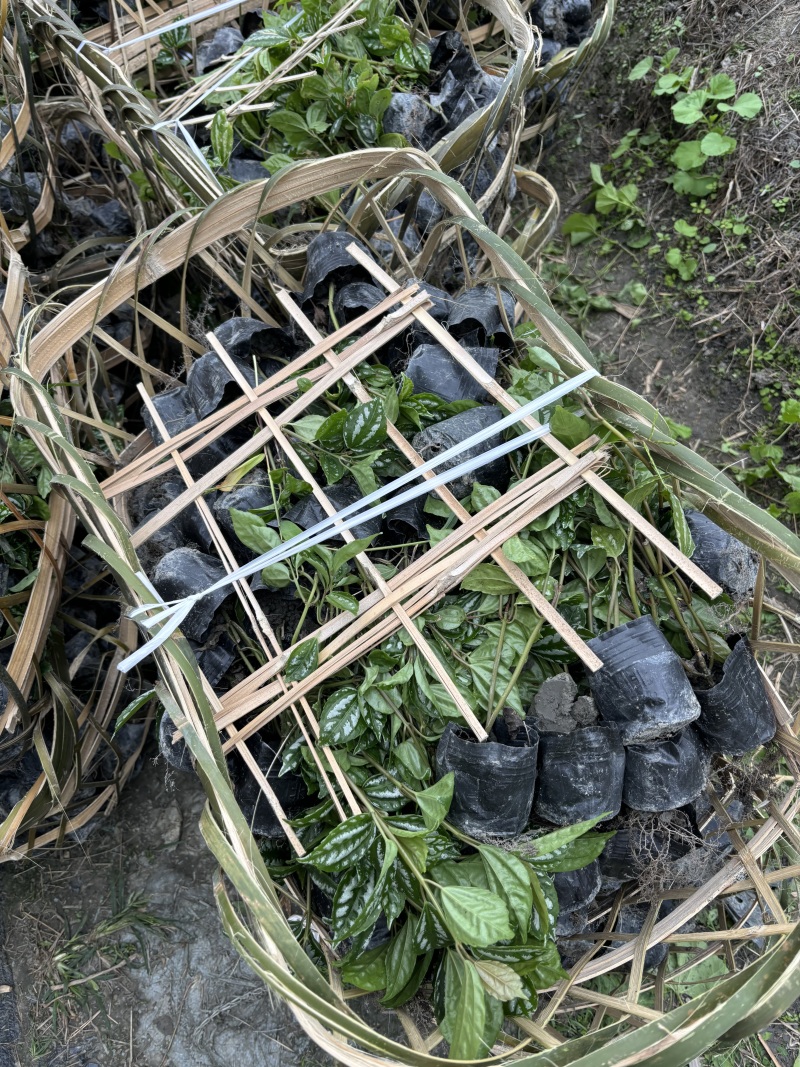 重庆冷水花批发重庆冷水花苗木基地直销