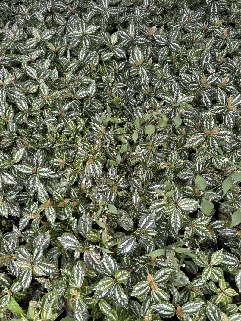 重庆冷水花批发重庆冷水花苗木基地直销