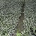 重庆冷水花批发重庆冷水花苗木基地直销