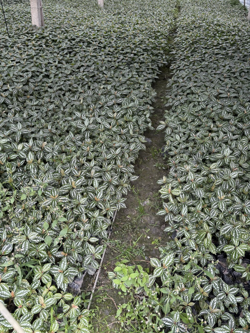重庆冷水花批发重庆冷水花苗木基地直销