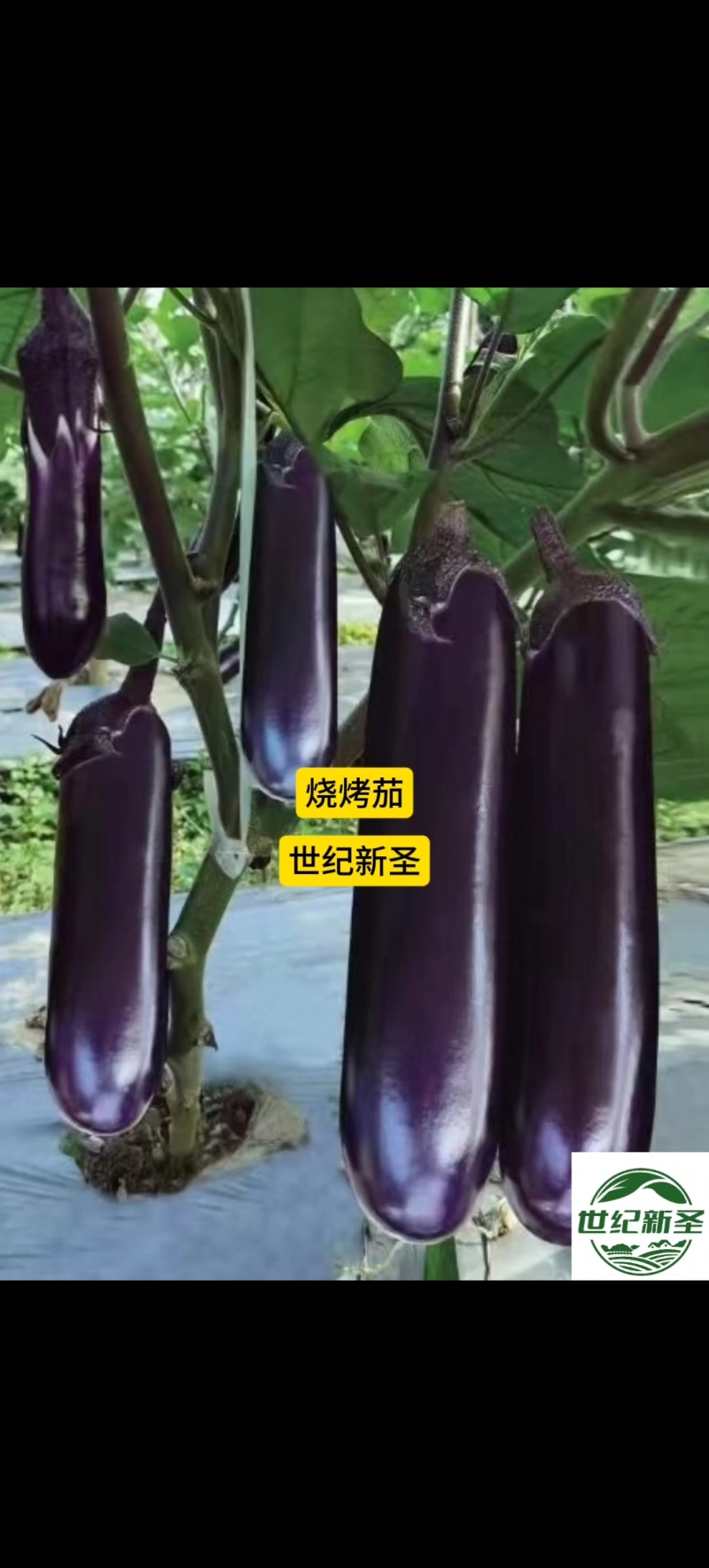 嫁接圆茄苗茄子苗嫁接长茄苗嫁接茄子苗嫁接烧烤茄子苗