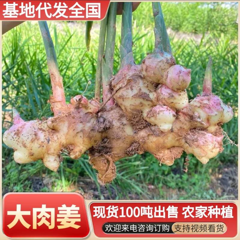 【广西大肉姜】产地直发一手货源农户自己种植欢迎致电