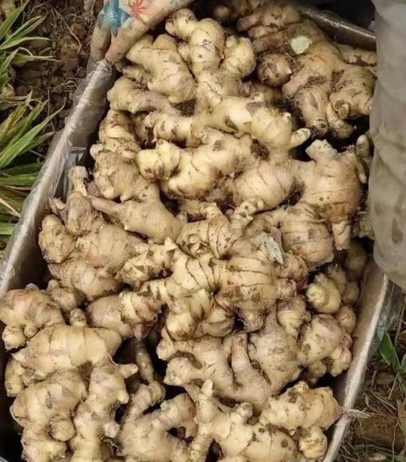 【广西大肉姜】产地直发一手货源农户自己种植欢迎致电