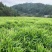 【广西大肉姜】产地直发一手货源农户自己种植欢迎致电