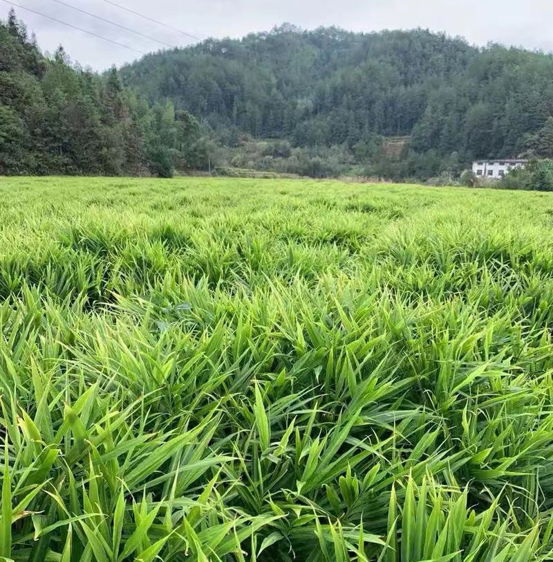 【广西大肉姜】产地直发一手货源农户自己种植欢迎致电