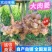 广西生姜【大肉姜】产地直发一手货源量大价优欢迎致电咨询