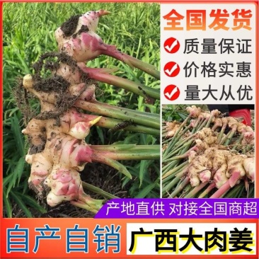 【农户种植大肉姜】产地直发一手货源价格美丽欢迎老板致电咨询