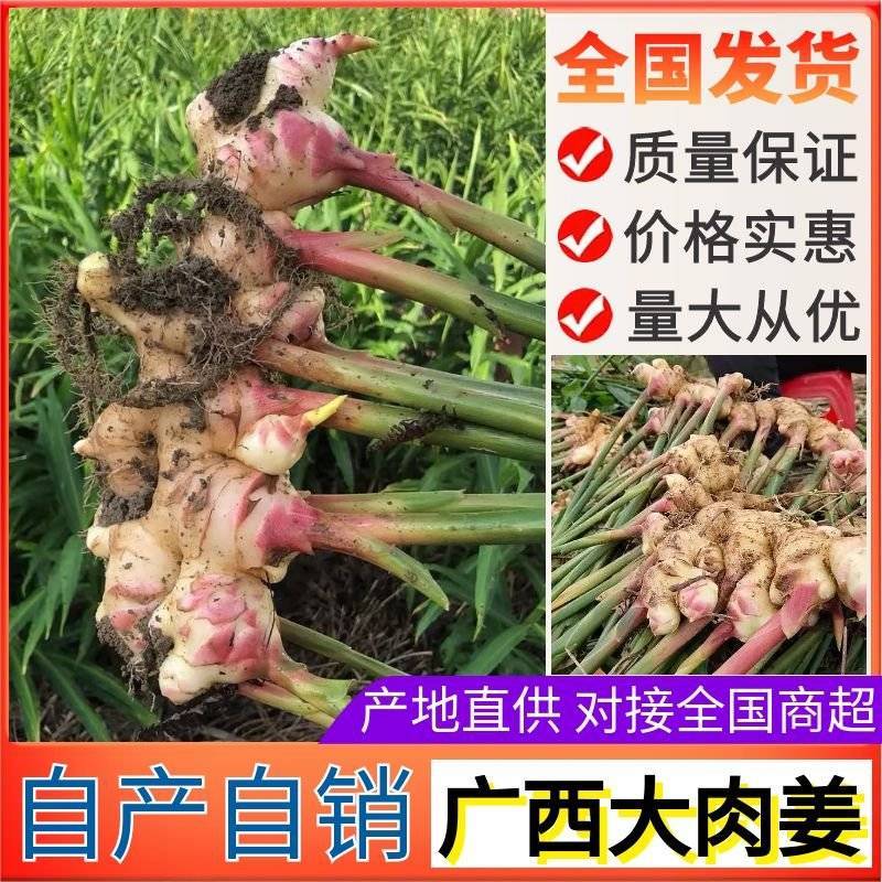 【农户种植大肉姜】产地直发一手货源价格美丽欢迎老板致电咨询