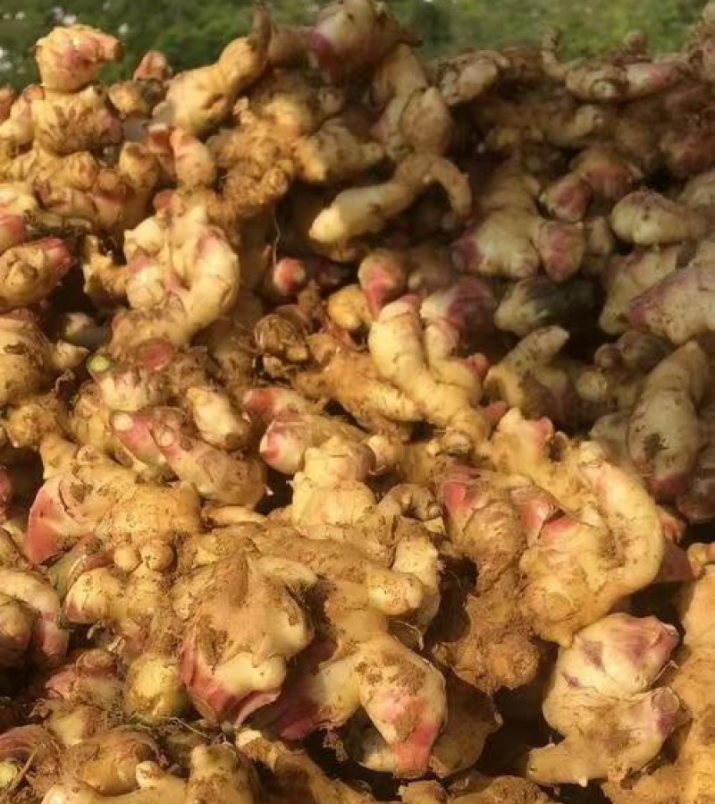 【农户种植大肉姜】产地直发一手货源价格美丽欢迎老板致电咨询