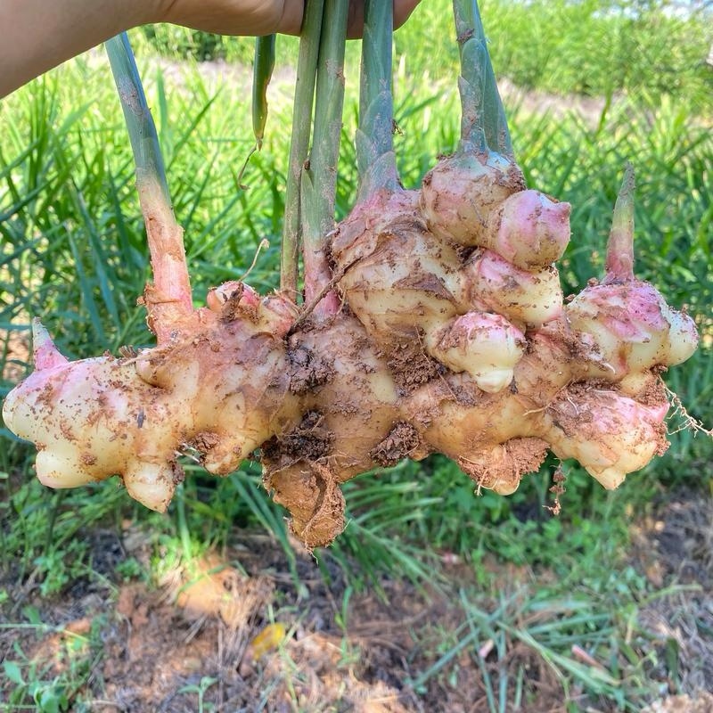 【农户种植大肉姜】产地直发一手货源价格美丽欢迎老板致电咨询