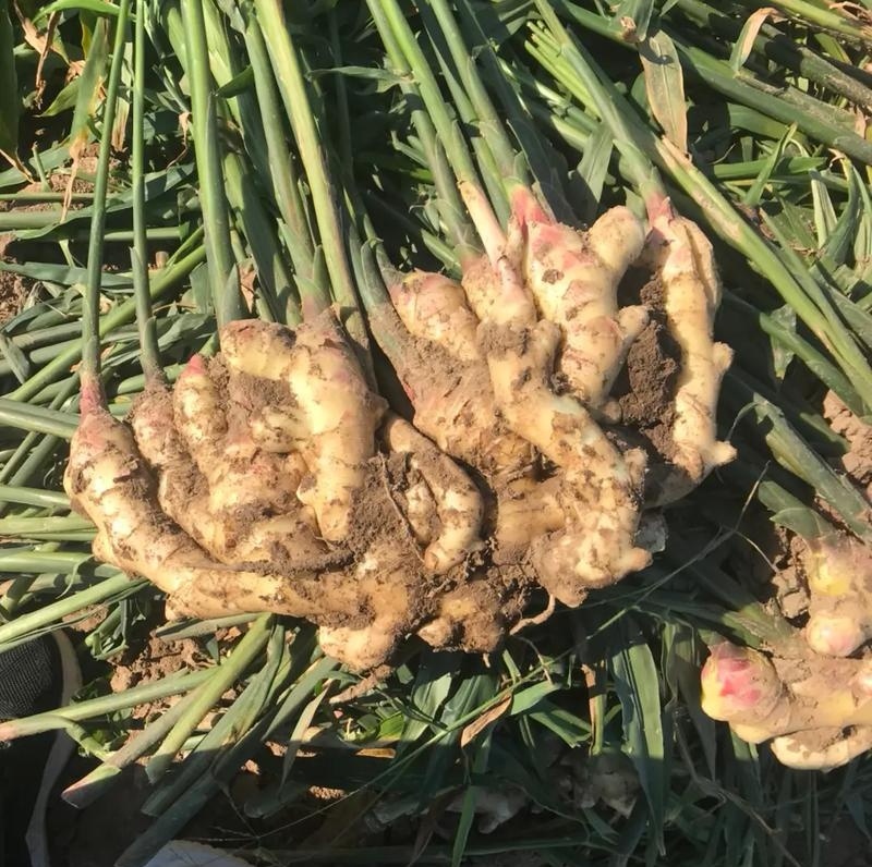 【农户种植大肉姜】产地直发一手货源价格美丽欢迎老板致电咨询