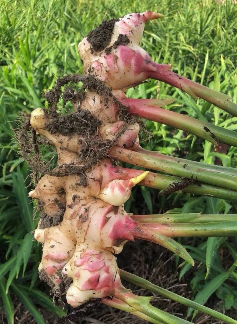 【农户种植大肉姜】产地直发一手货源价格美丽欢迎老板致电咨询