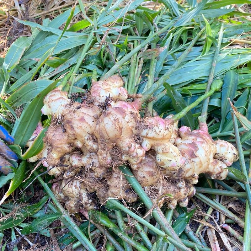 【农户种植大肉姜】产地直发一手货源价格美丽欢迎老板致电咨询
