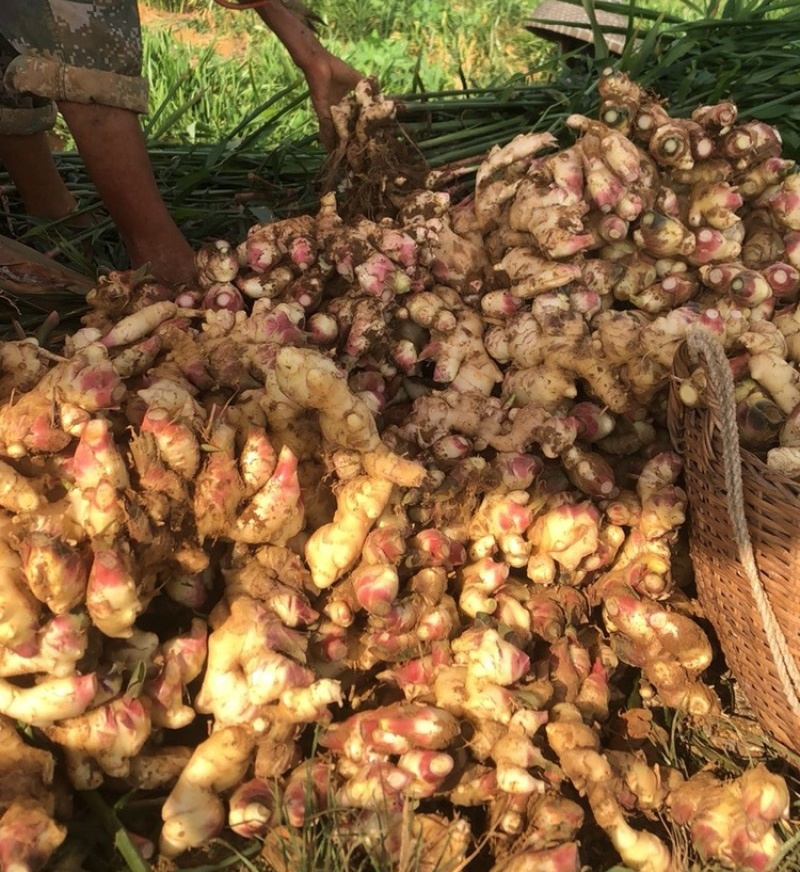 【农户种植大肉姜】产地直发一手货源价格美丽欢迎老板致电咨询