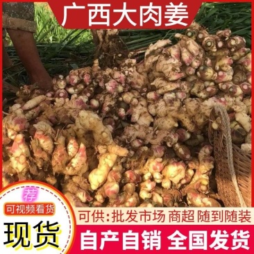 【大肉姜】万亩基地产地直发一手货源量大价优欢迎致电咨询