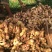 【大肉姜】万亩基地产地直发一手货源量大价优欢迎致电咨询