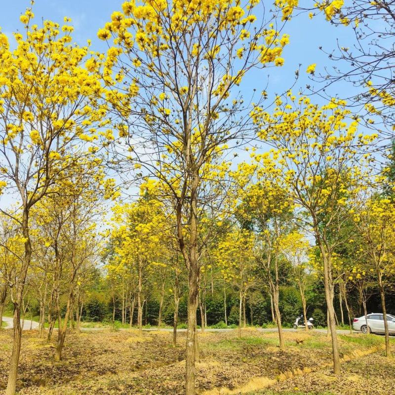 贵州黄花风铃木批发贵州苗木基地直销各类规格黄花风铃木