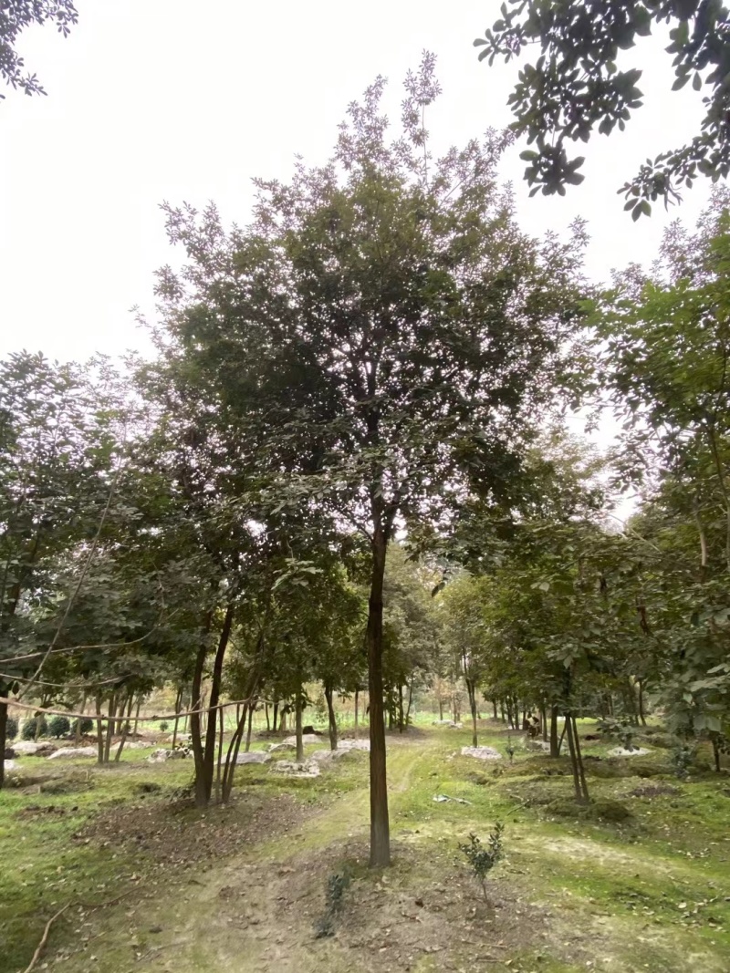 贵州黄花风铃木批发贵州苗木基地直销各类规格黄花风铃木